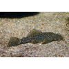 Zbrojnik - Glonojad - Ancistrus sp.